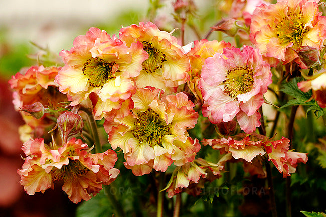 Geum chiloense 'Pretticoats Peach ®'/ pfirsichrosa Chilenische Nelkenwurz