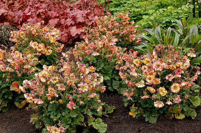 Geum chiloense 'Pretticoats Peach ®'/ pfirsichrosa Chilenische Nelkenwurz