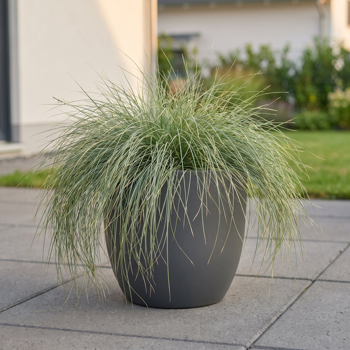 Carex comans 'Amazon Mist' als Solitär in einem anthrazitfarbenen Pflanzgefäß auf einer Terrasse
