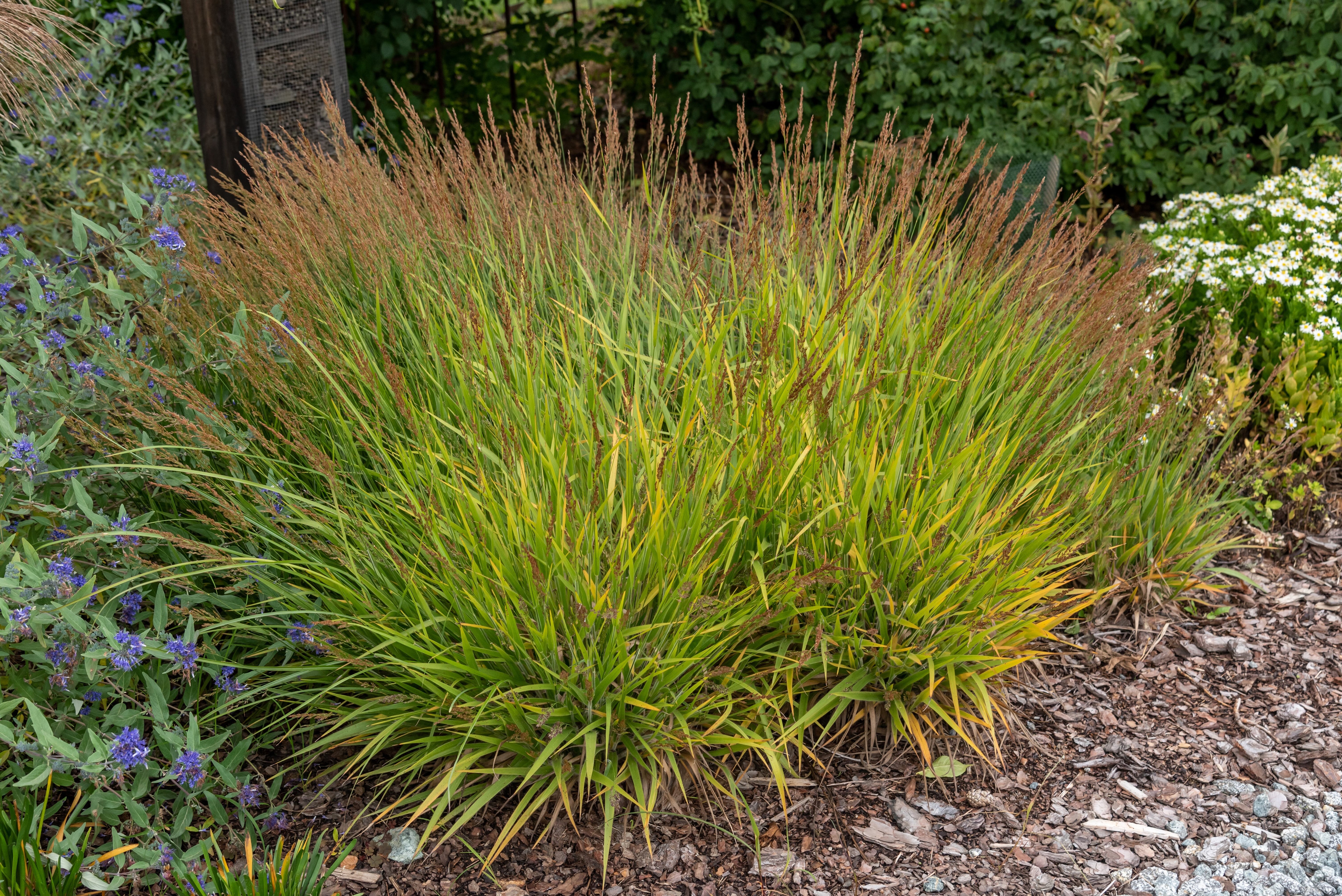 Calamagrostis splendens ‚Cheju-Do‘ / niedriges Reitgras