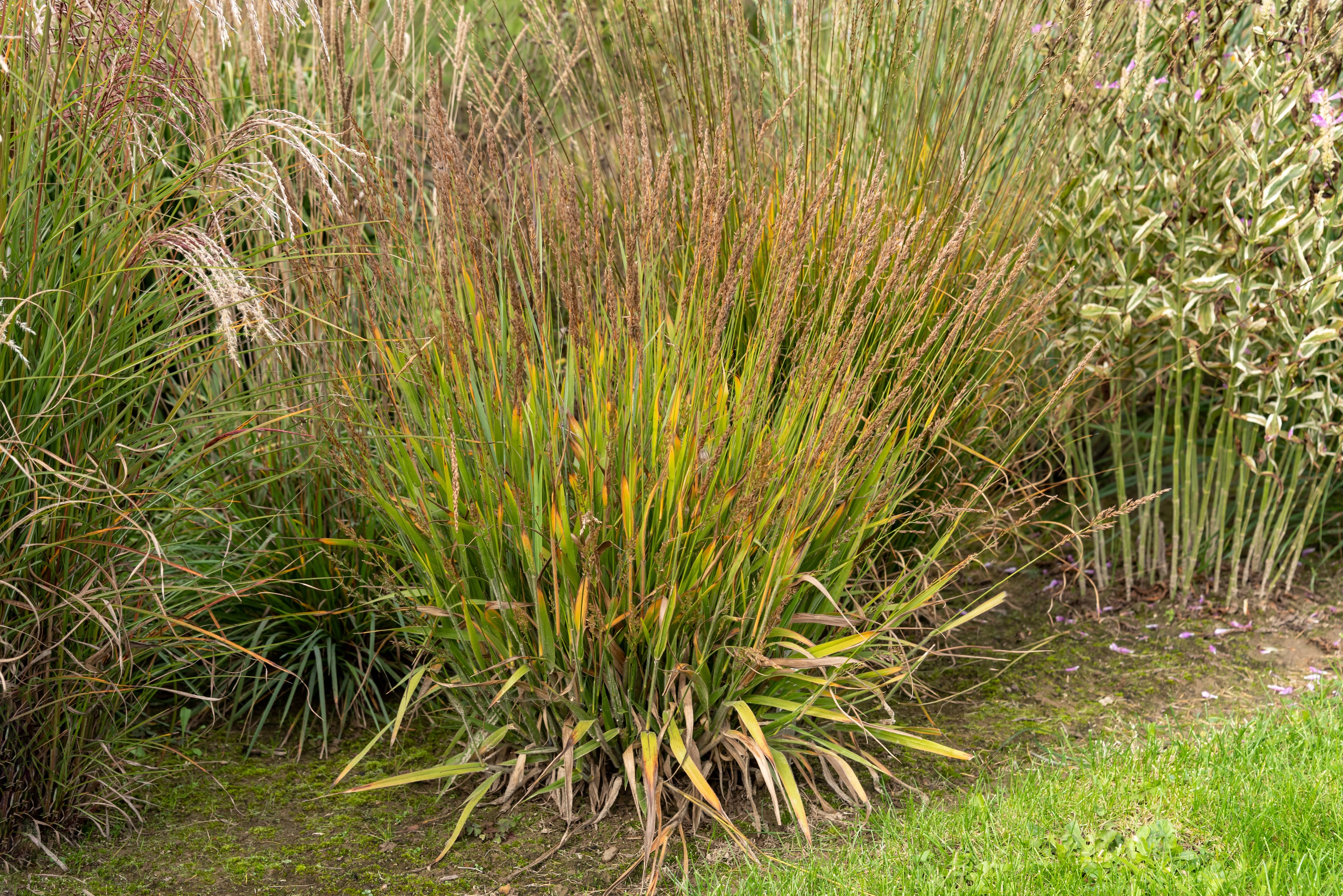 Calamagrostis splendens ‚Cheju-Do‘ / niedriges Reitgras