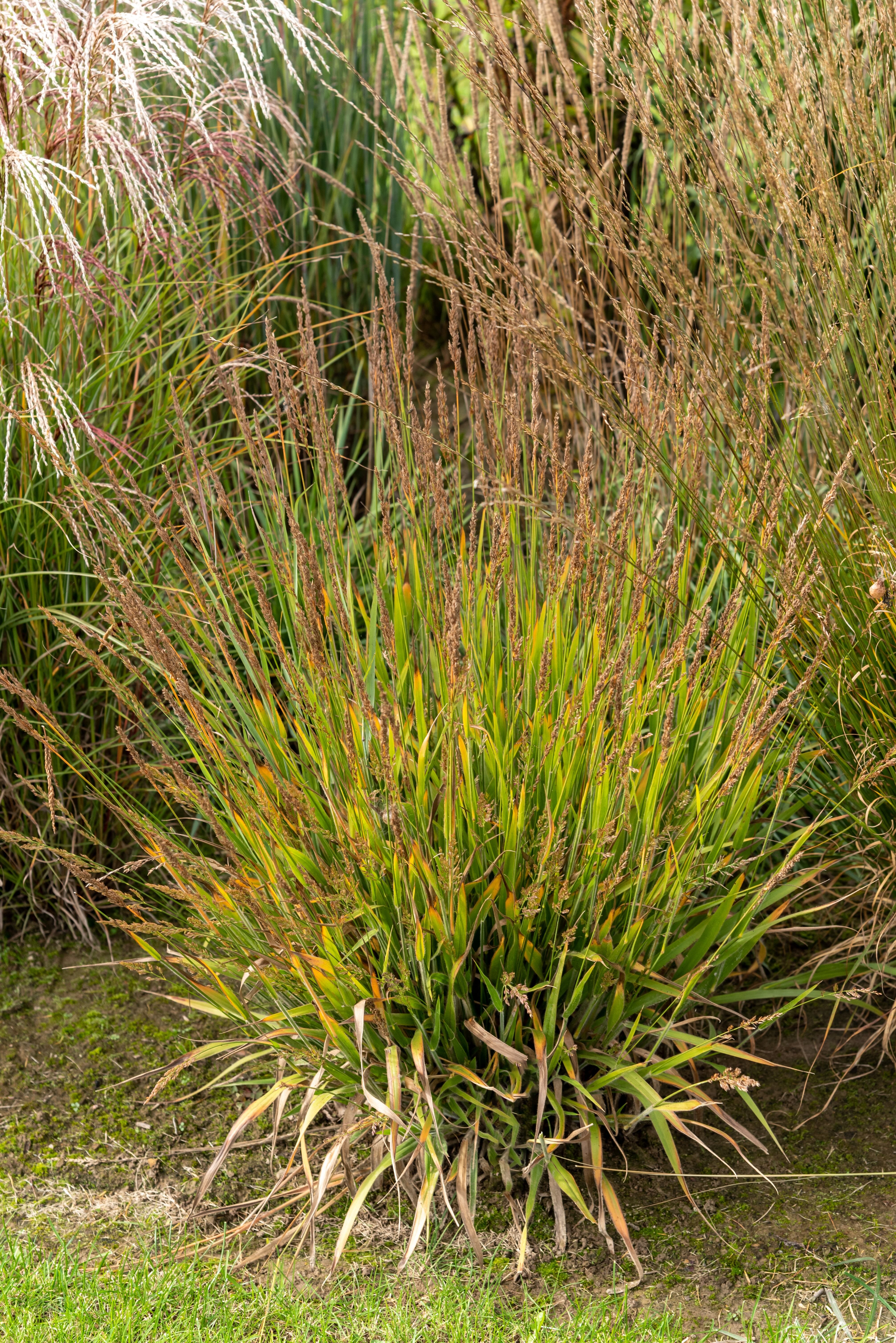 Calamagrostis splendens ‚Cheju-Do‘ / niedriges Reitgras
