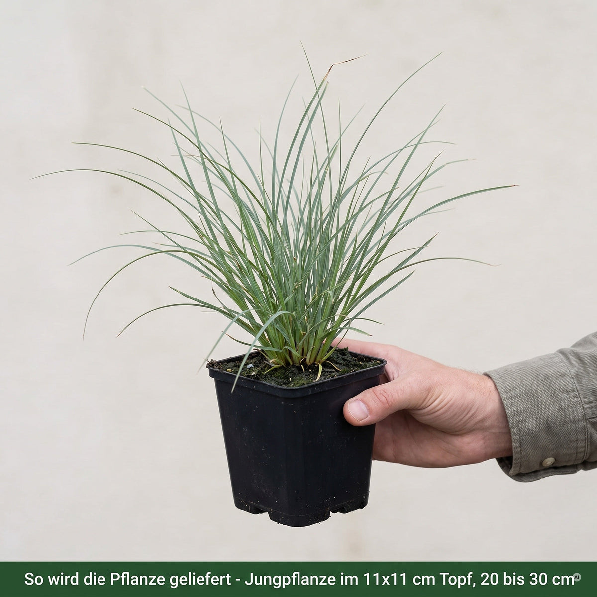 Cortaderia selloana 'Pumila' als Jungpflanze im eckigen 11x11 cm Topf, 20 bis 30 cm hoch, noch ohne Blütenwedel