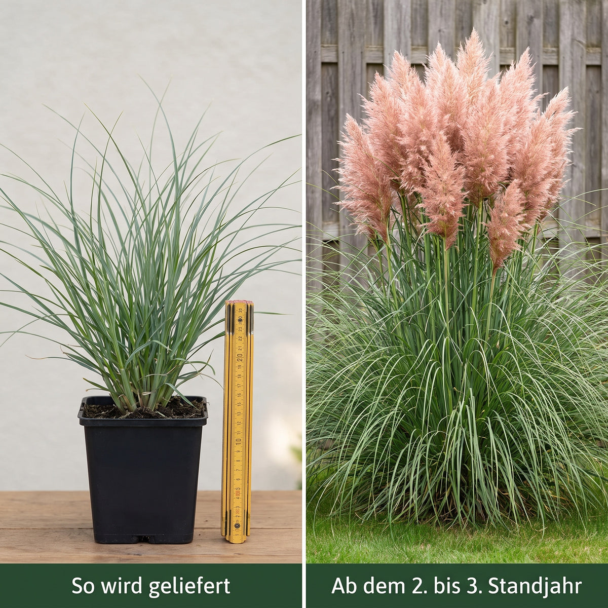 Cortaderia selloana 'Rosea' im Vergleich: Jungpflanze im 11 x 11 cm Topf bei Lieferung und ausgewachsener Horst ab dem zweiten bis dritten Standjahr.