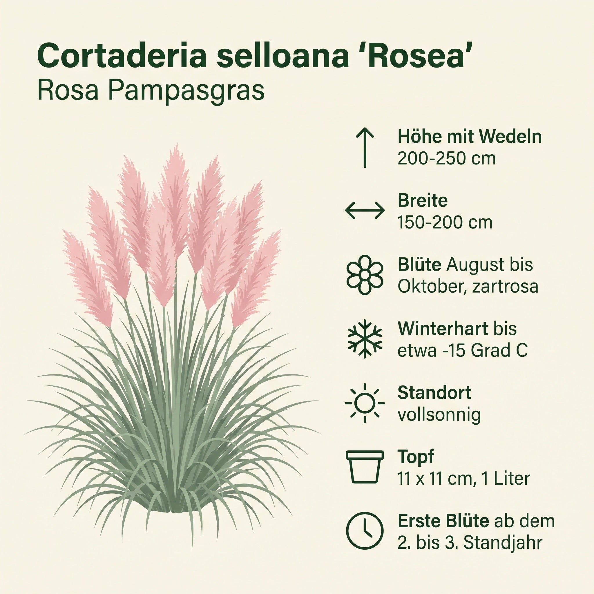 Steckbrief Cortaderia selloana 'Rosea' von Stauden Gänge: 200 bis 250 cm hoch, Blüte August bis Oktober, winterhart bis etwa −15 °C, 11 x 11 cm Topf.