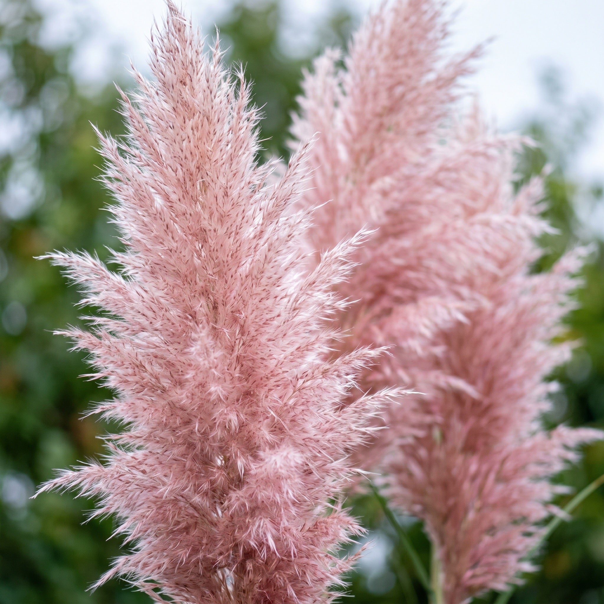 Makro einer zartrosa Blütenwedel von Cortaderia selloana 'Rosea' mit silbrig schimmernden Härchen.