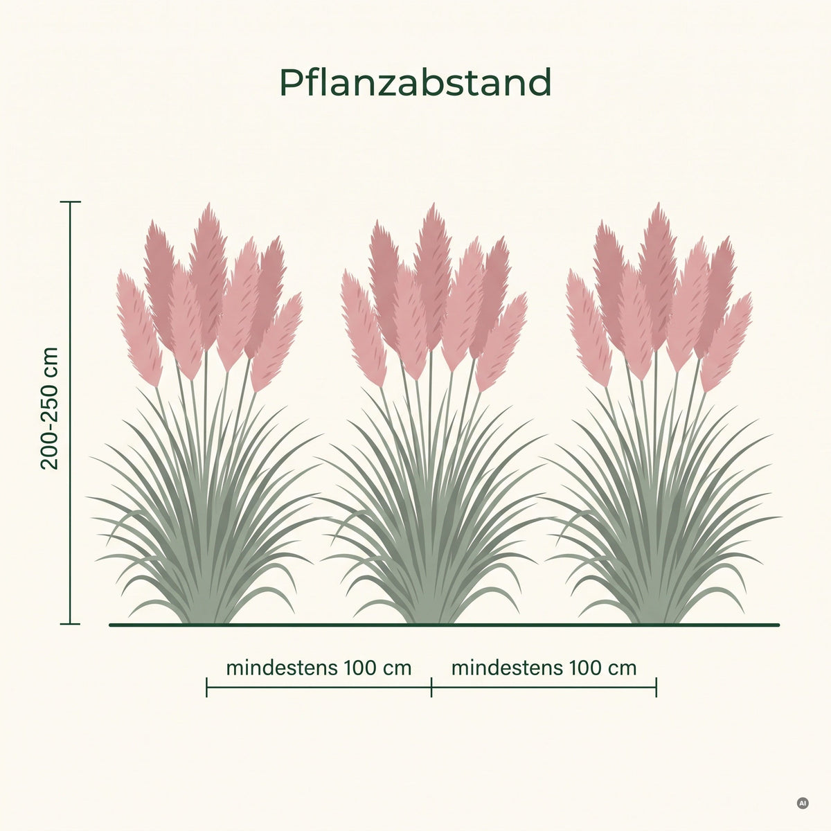 Cortaderia selloana 'Rosea' kaufen – Rosa Pampasgras