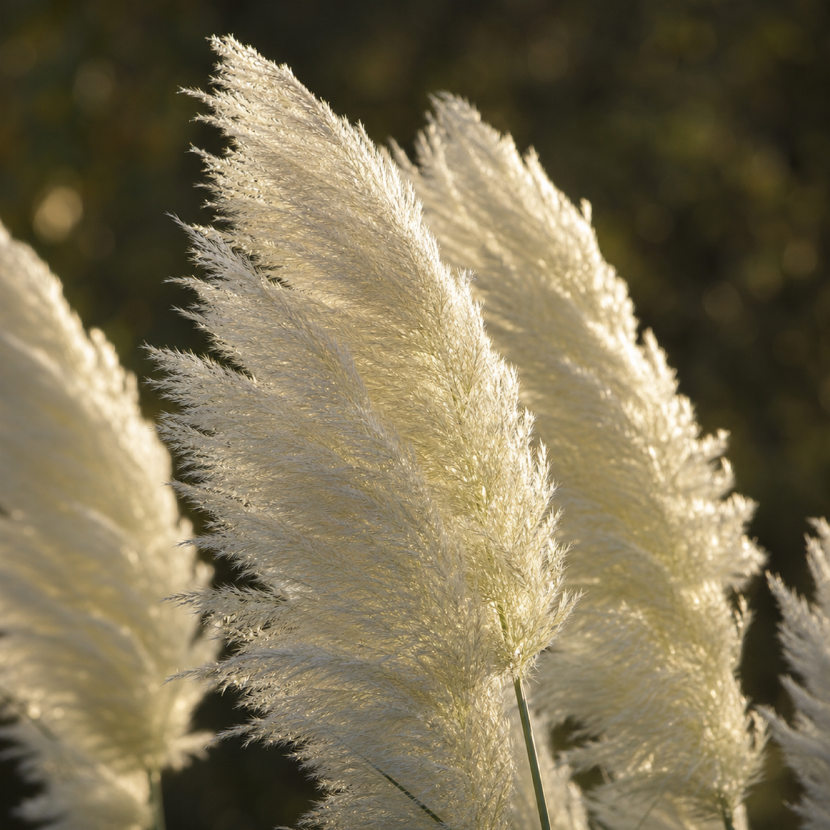 Wedel des weißen Pampasgrases Cortaderia selloana 'White' im Gegenlicht, feine schneeweiße Fahnen.