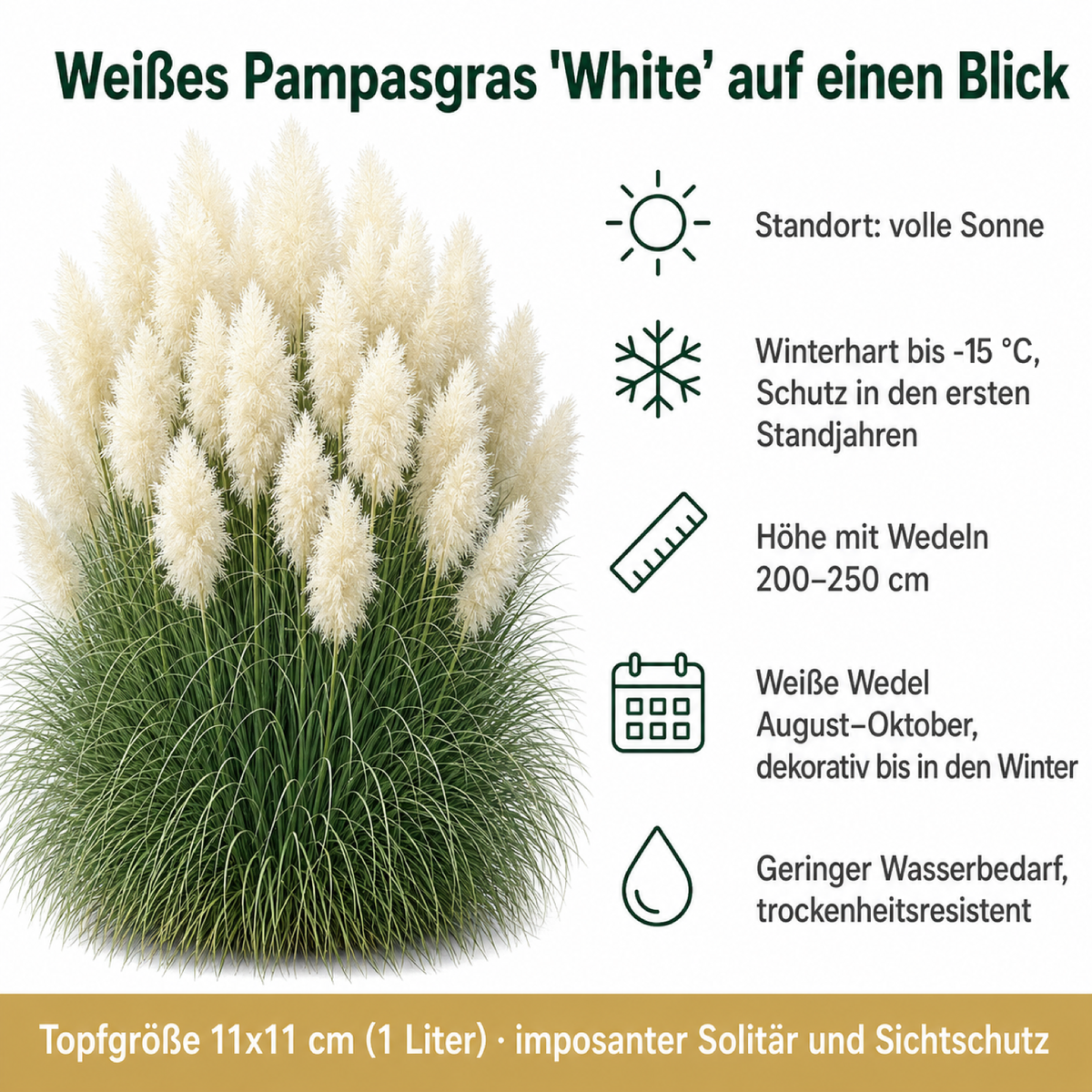 Steckbrief Cortaderia selloana 'White' von Stauden Gänge: volle Sonne, winterhart bis −15 °C, Höhe mit Wedeln 200–250 cm, Blüte August bis Oktober.