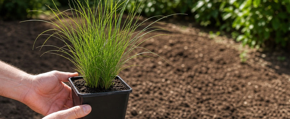 Junge Cortaderia selloana 'White' von Stauden Gänge im 1-Liter-Topf (11 × 11 cm) in der Hand vor dem vorbereiteten Beet.