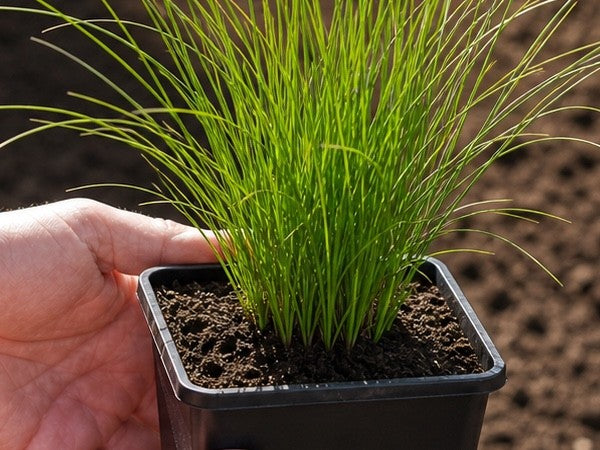 Nahaufnahme der jungen Cortaderia selloana 'White' im 1-Liter-Topf, kräftiger grüner Blatthorst.