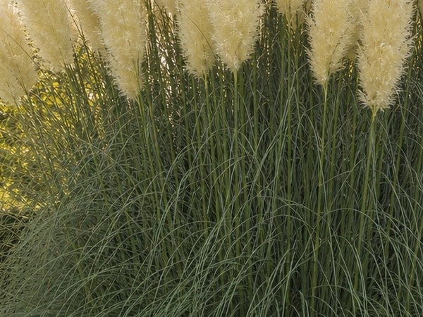 Nahaufnahme der cremeweißen Federwedel von Cortaderia selloana 'White' über dunkelgrünem Laub.