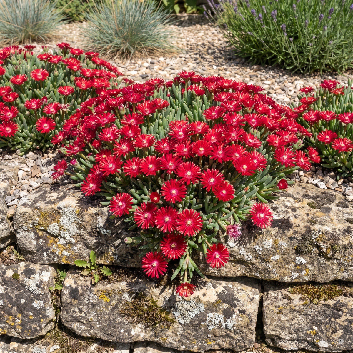 Delosperma 'Jewel of Desert Garnet' – Mittagsblume, leuchtend rotes Blütenpolster auf einer Trockenmauer