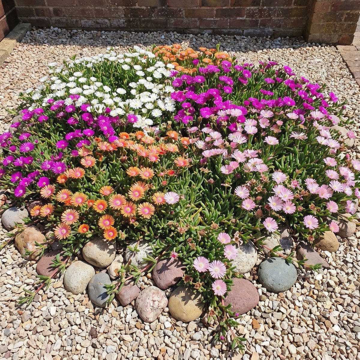 Delosperma 'Jewel of Desert' Kollektion – die vier Sorten als zusammengewachsener Teppich in Weiß, Pink, Orange und Zartrosa