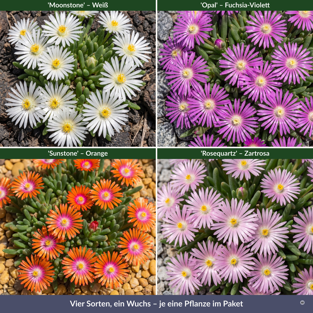 Delosperma 'Jewel of Desert' Kollektion – die vier Sorten Moonstone, Opal, Sunstone und Rosequartz im Überblick