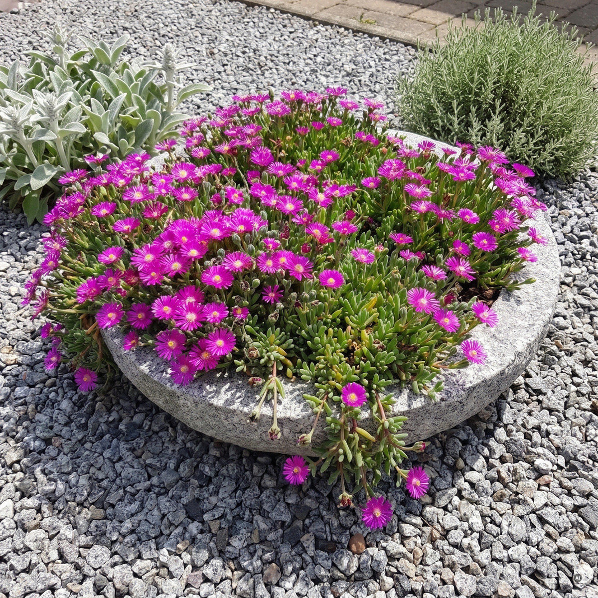 Delosperma 'Jewel of Desert Opal' – Mittagsblume, fuchsia-violette Blütenpolster in einer flachen Granitschale