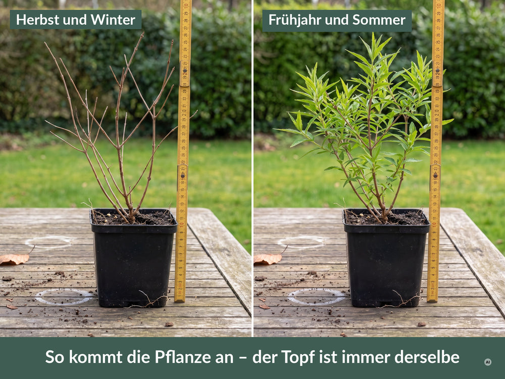 Lieferzustand im 9 x 9 cm Topf: links kahl im Herbst und Winter, rechts belaubt im Frühjahr