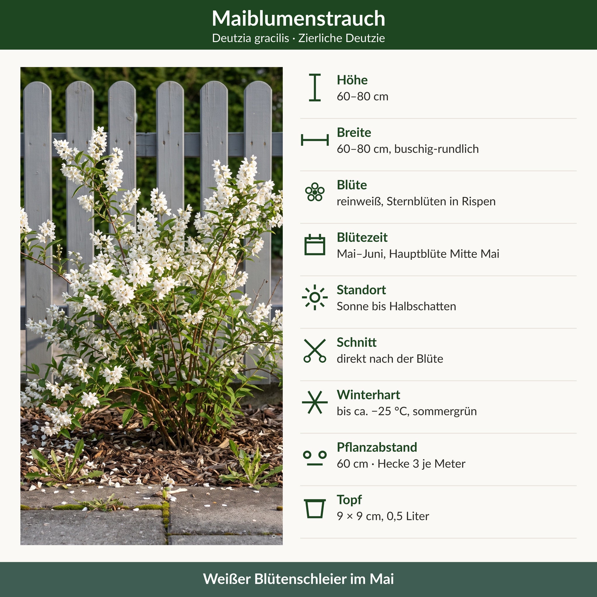 Steckbrief Deutzia gracilis: 60–80 cm hoch und breit, reinweiße Blüte Mai–Juni, Sonne bis Halbschatten, winterhart bis −25 °C, 9 × 9 cm Topf