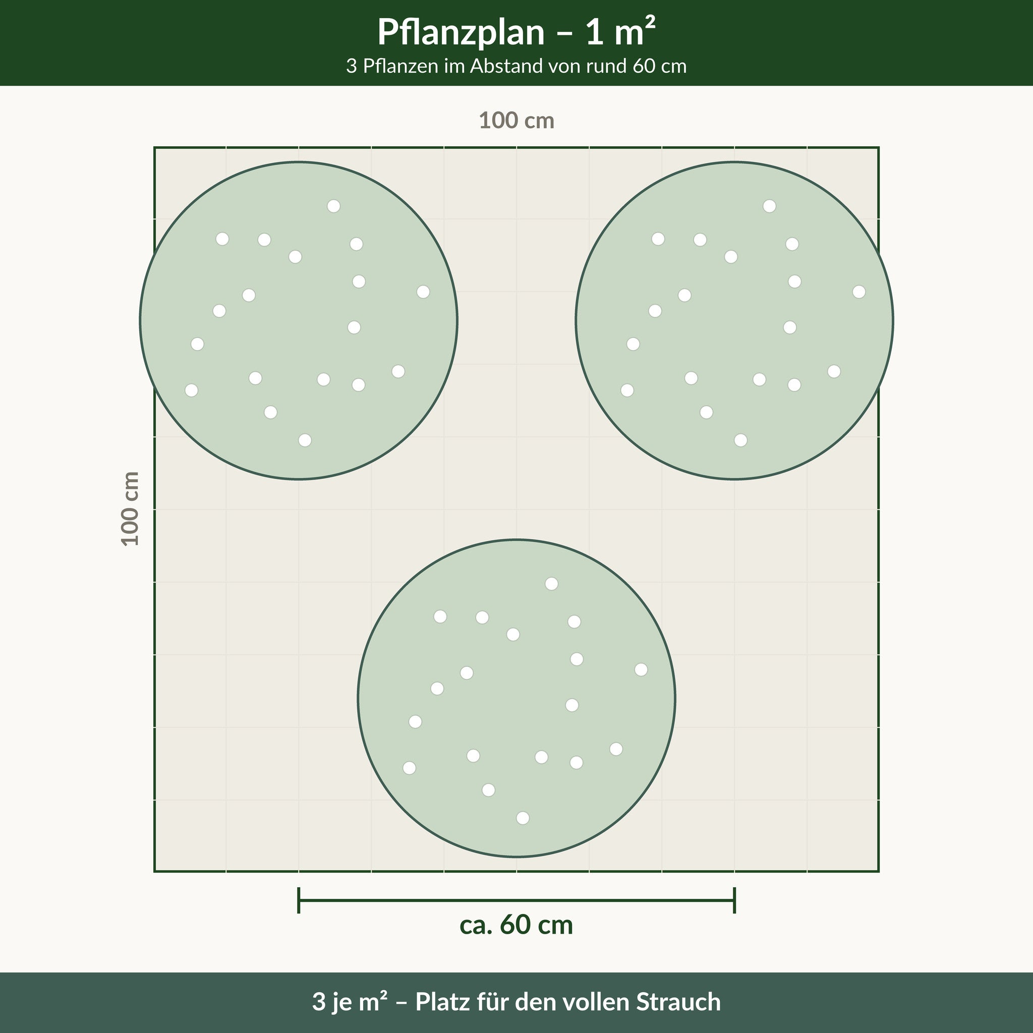 Pflanzplan für einen Quadratmeter Deutzia gracilis: 3 Pflanzen im Abstand von rund 60 cm