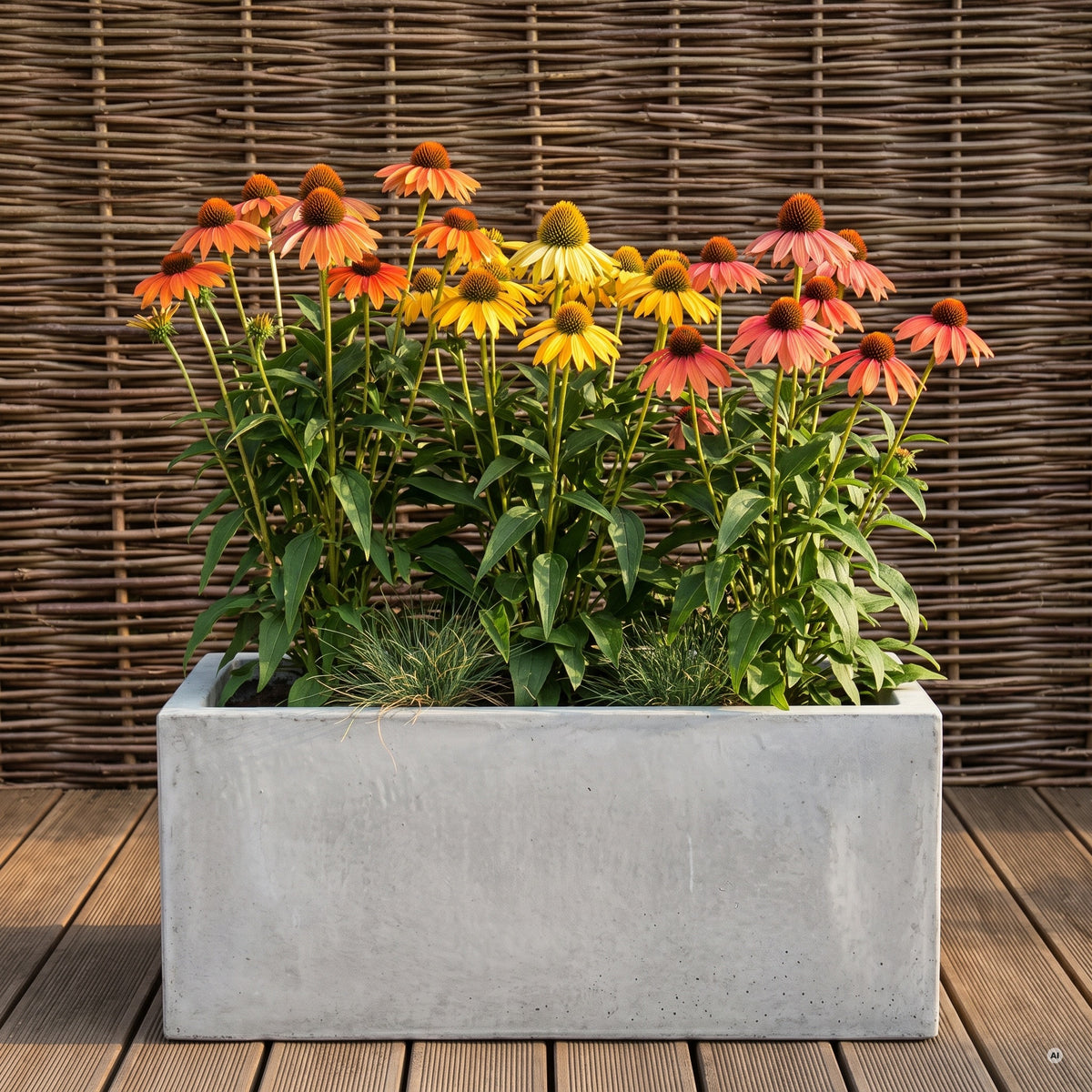 Drei Sonnenhüte 'Cheyenne Spirit' in Orange, Gelb und Lachsrosa in einem hellgrauen Betontrog auf der Terrasse