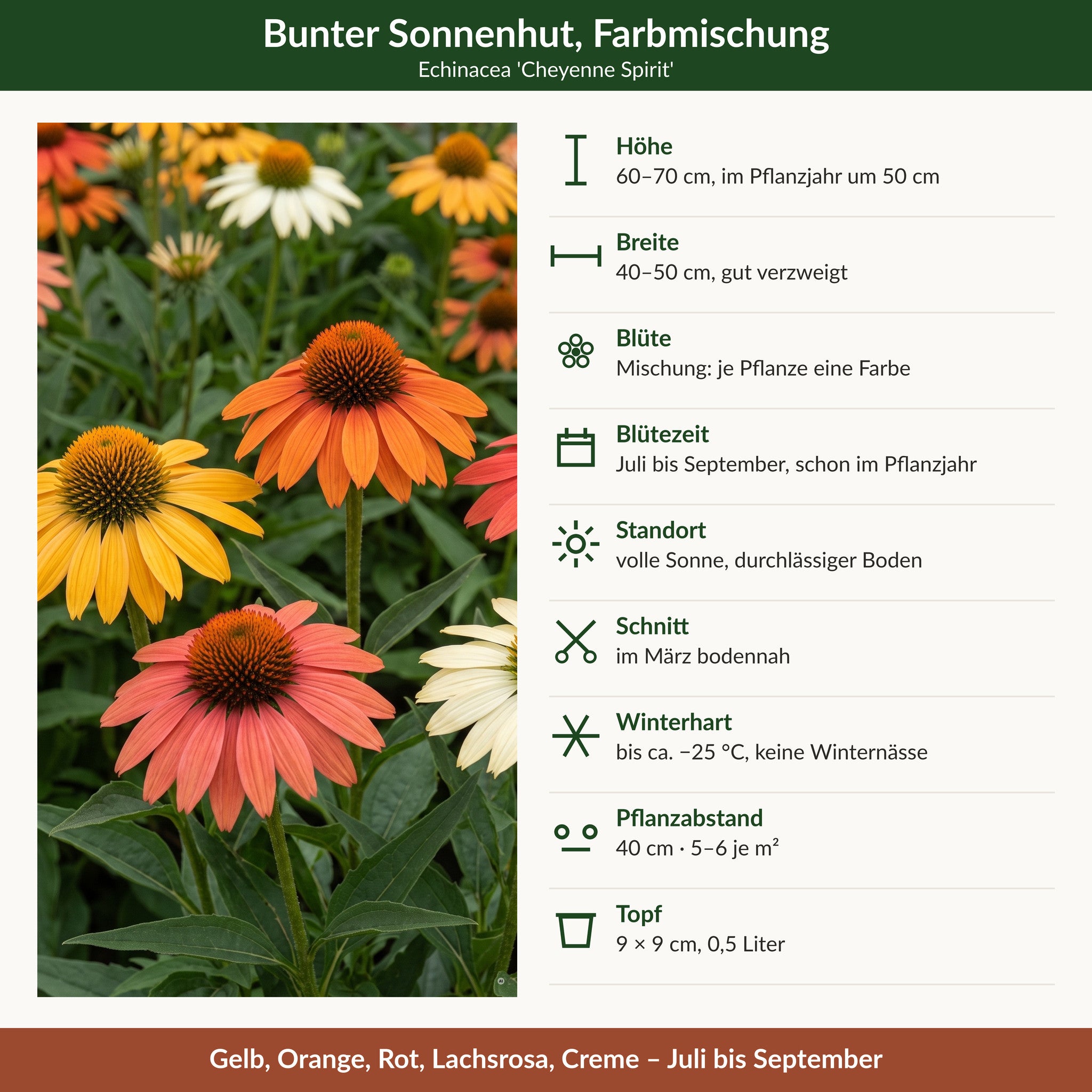 Steckbrief bunter Sonnenhut: 60–70 cm hoch, je Pflanze eine Farbe, Juli bis September, volle Sonne, winterhart bis −25 °C, 9 × 9 cm Topf