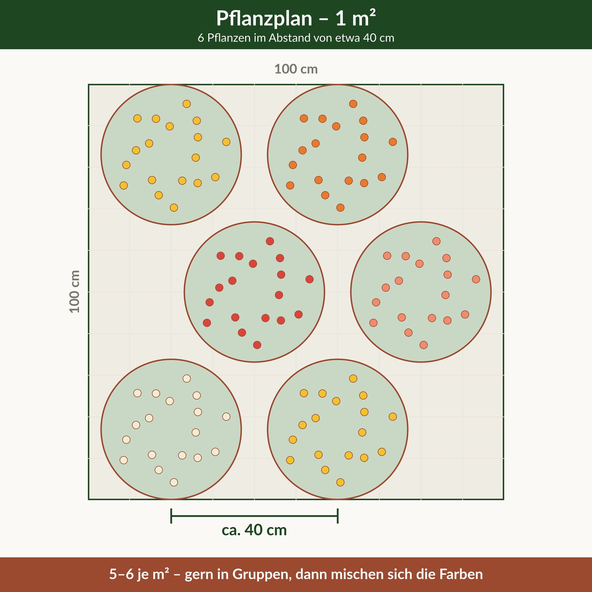 Pflanzplan für einen Quadratmeter bunter Sonnenhut: 6 Pflanzen im Abstand von etwa 40 cm