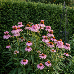 Purpur-Sonnenhut Echinacea 'Double Decker' in Rosa, viele Blüten mit Schopf auf dem Kegel, vor einer Eibenhecke mit Rankobelisk