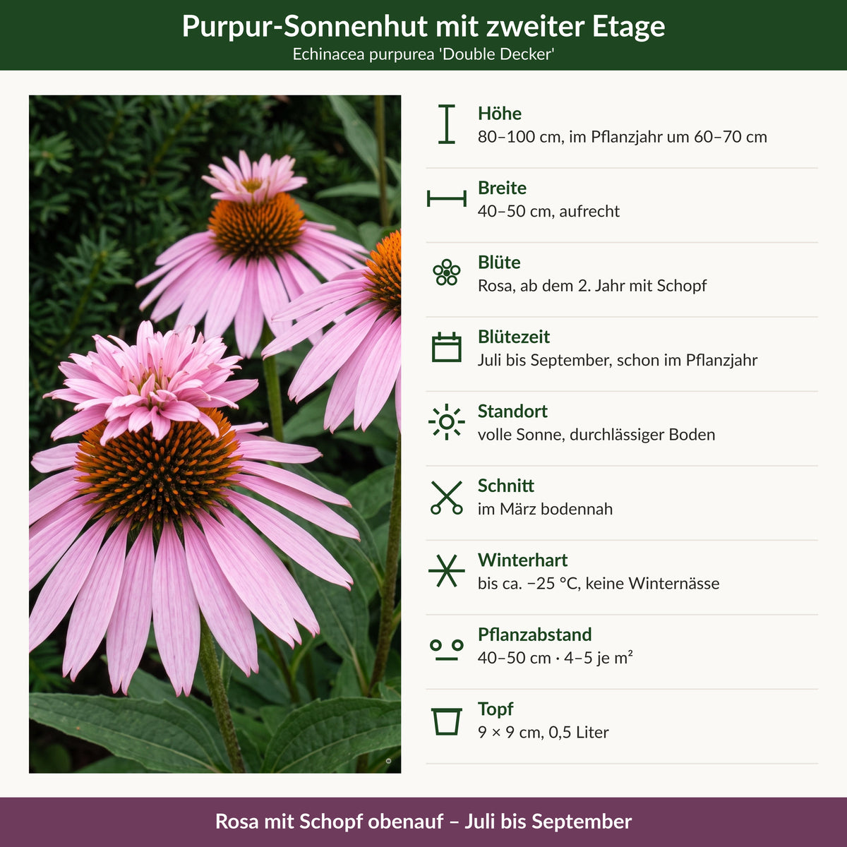 Steckbrief Echinacea purpurea 'Double Decker': Höhe, Breite, Blüte, Blütezeit, Standort, Schnitt, Winterhärte, Pflanzabstand, Topf