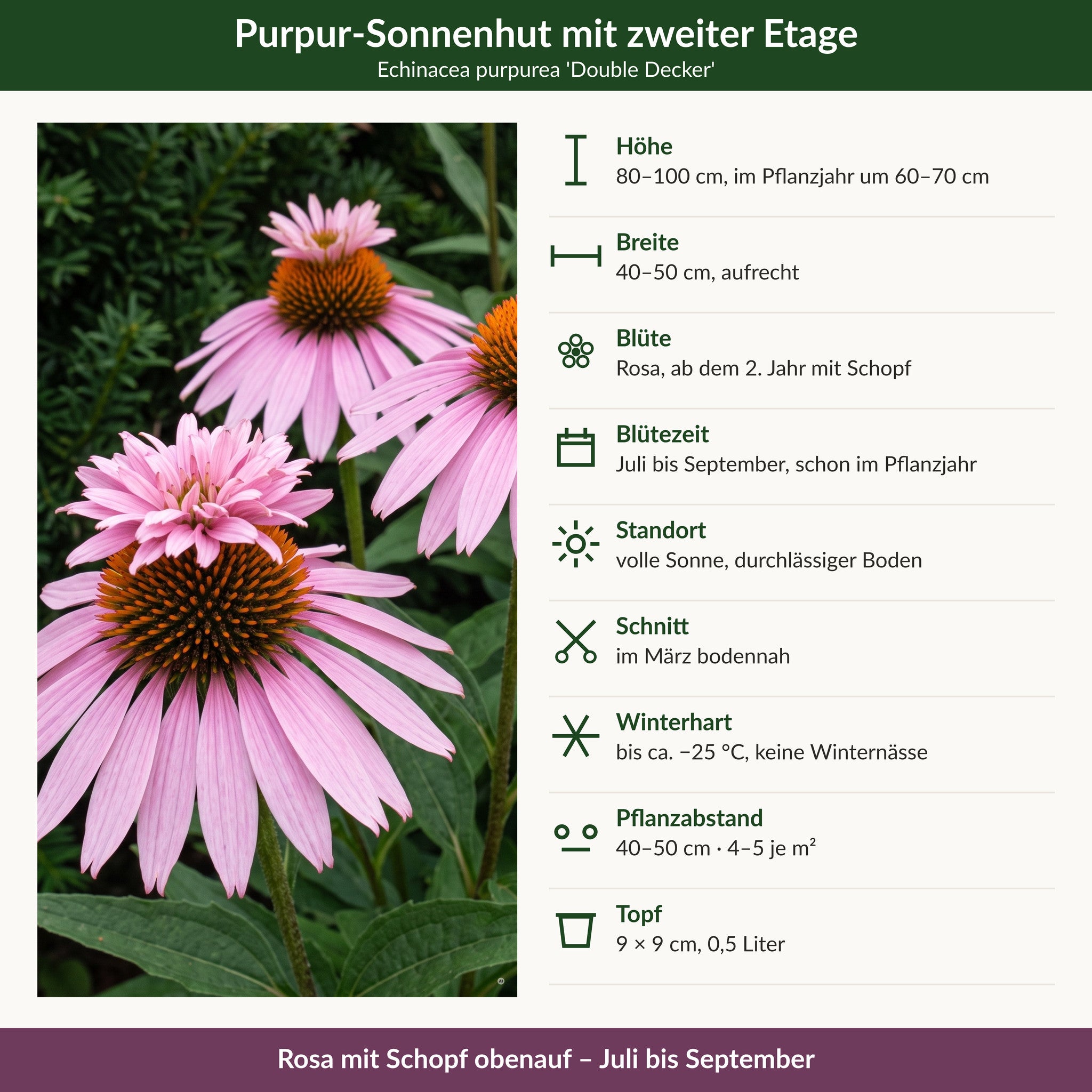 Steckbrief Purpur-Sonnenhut 'Double Decker': 80–100 cm hoch, rosa mit Schopf, Juli bis September, volle Sonne, winterhart bis −25 °C, 9 × 9 cm Topf