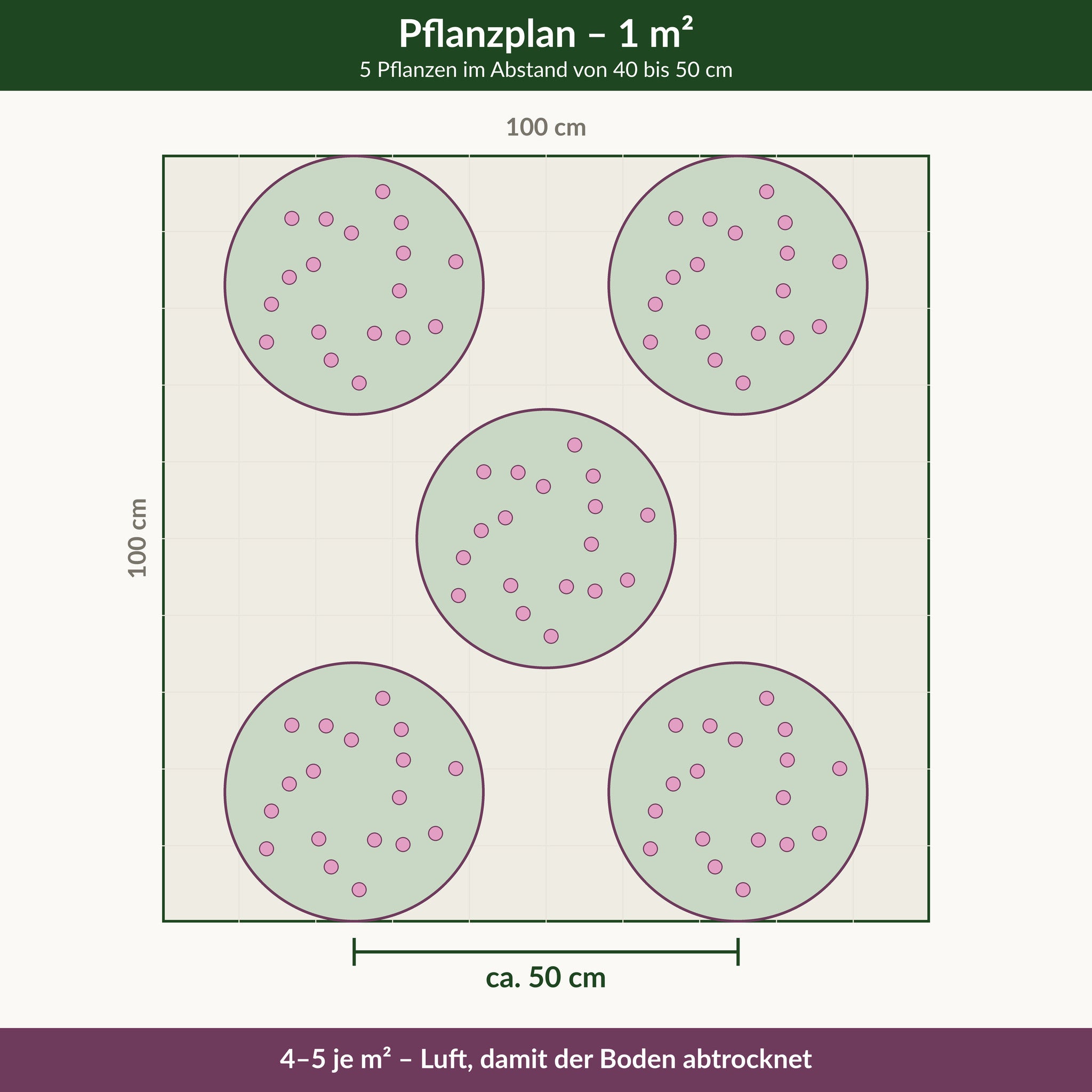 Pflanzplan für einen Quadratmeter Purpur-Sonnenhut: 5 Pflanzen im Abstand von 40 bis 50 cm