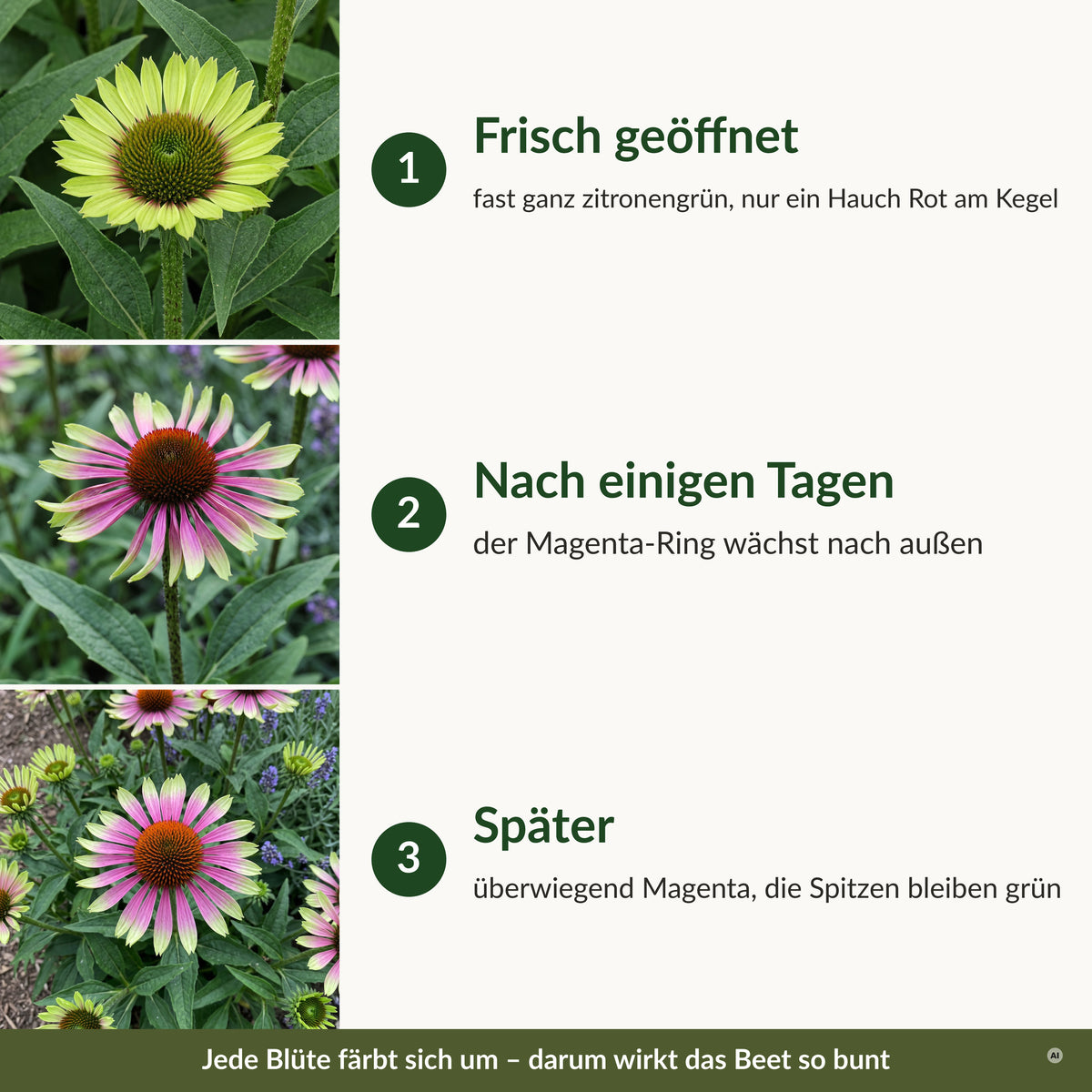 Farbspiel der Blüte: frisch geöffnet fast ganz zitronengrün, nach einigen Tagen mit Magenta-Ring, später überwiegend Magenta mit grünen Spitzen