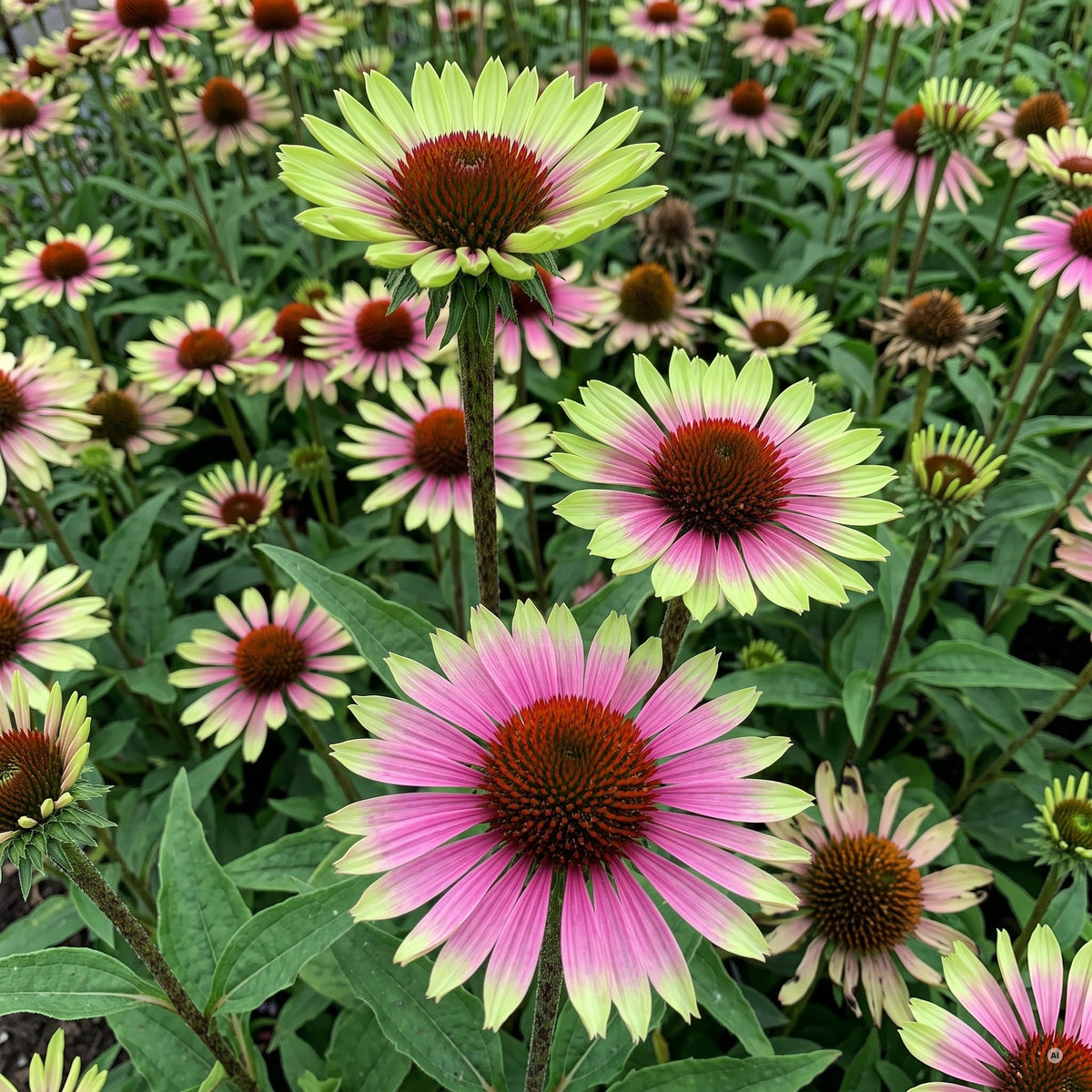 Nahaufnahme: Blüten von 'Green Twister' in Zitronengrün und Magenta mit dunklem Kegel