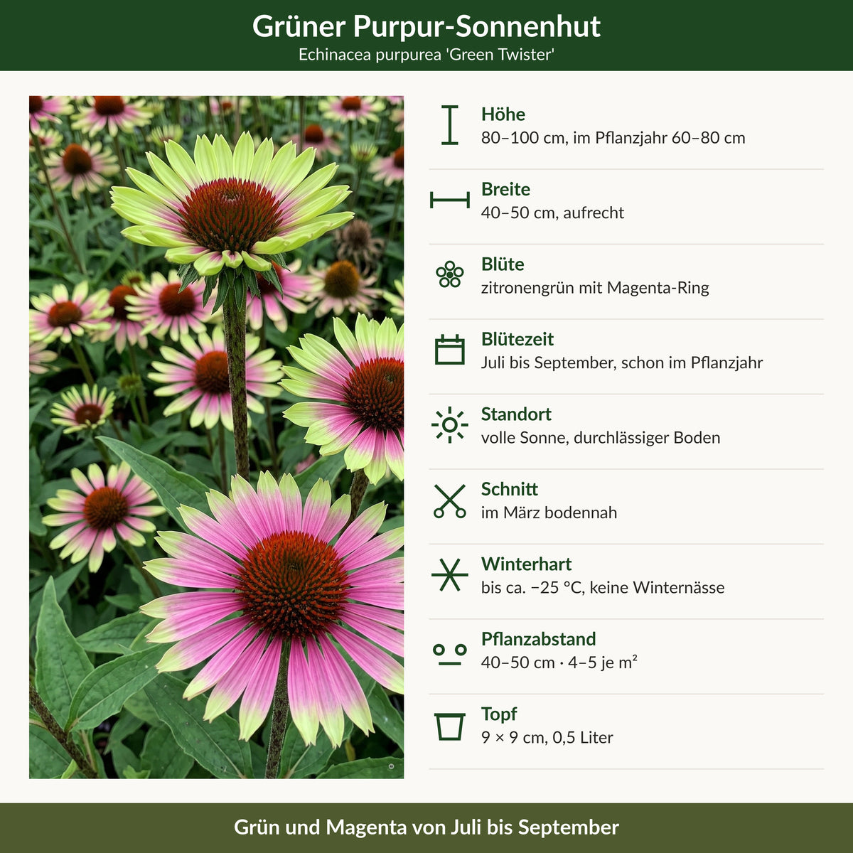 Steckbrief Echinacea purpurea 'Green Twister': Höhe, Breite, Blüte, Blütezeit, Standort, Schnitt, Winterhärte, Pflanzabstand, Topf