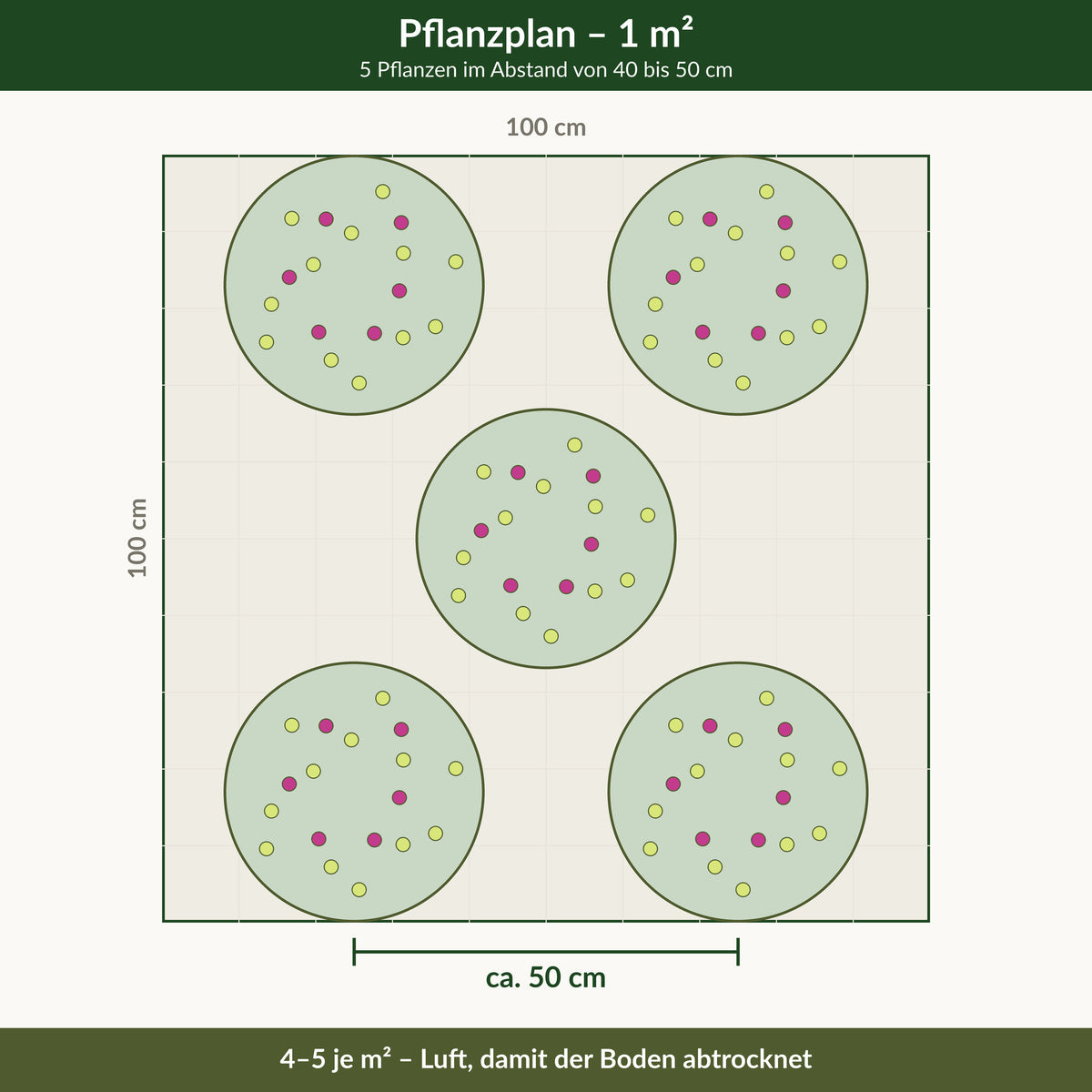 Pflanzplan für einen Quadratmeter: 5 Sonnenhüte im Abstand von 40 bis 50 cm