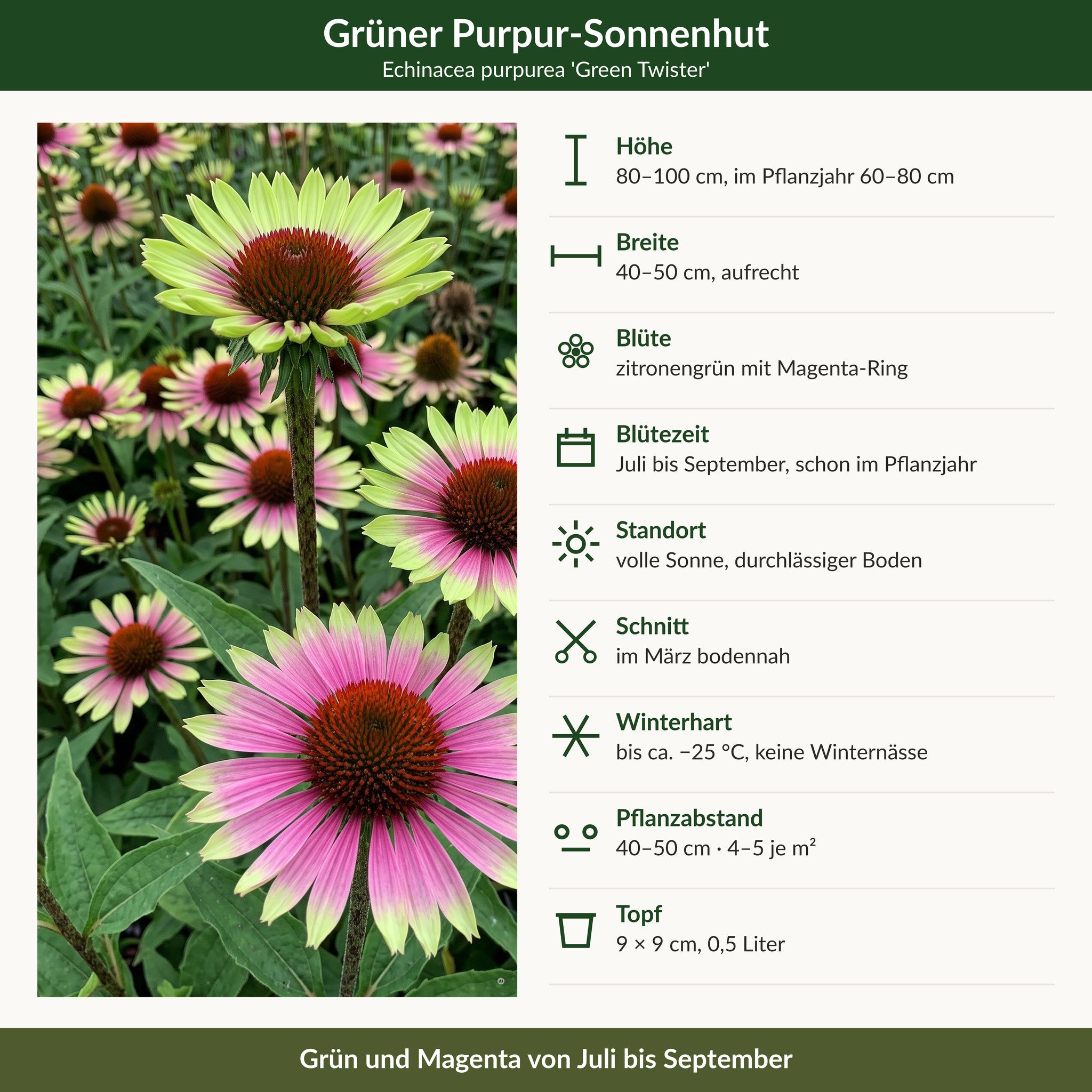 Steckbrief grüner Sonnenhut: 80–100 cm hoch, Blüte zitronengrün mit Magenta-Ring Juli bis September, volle Sonne, winterhart bis −25 °C, 9 × 9 cm Topf