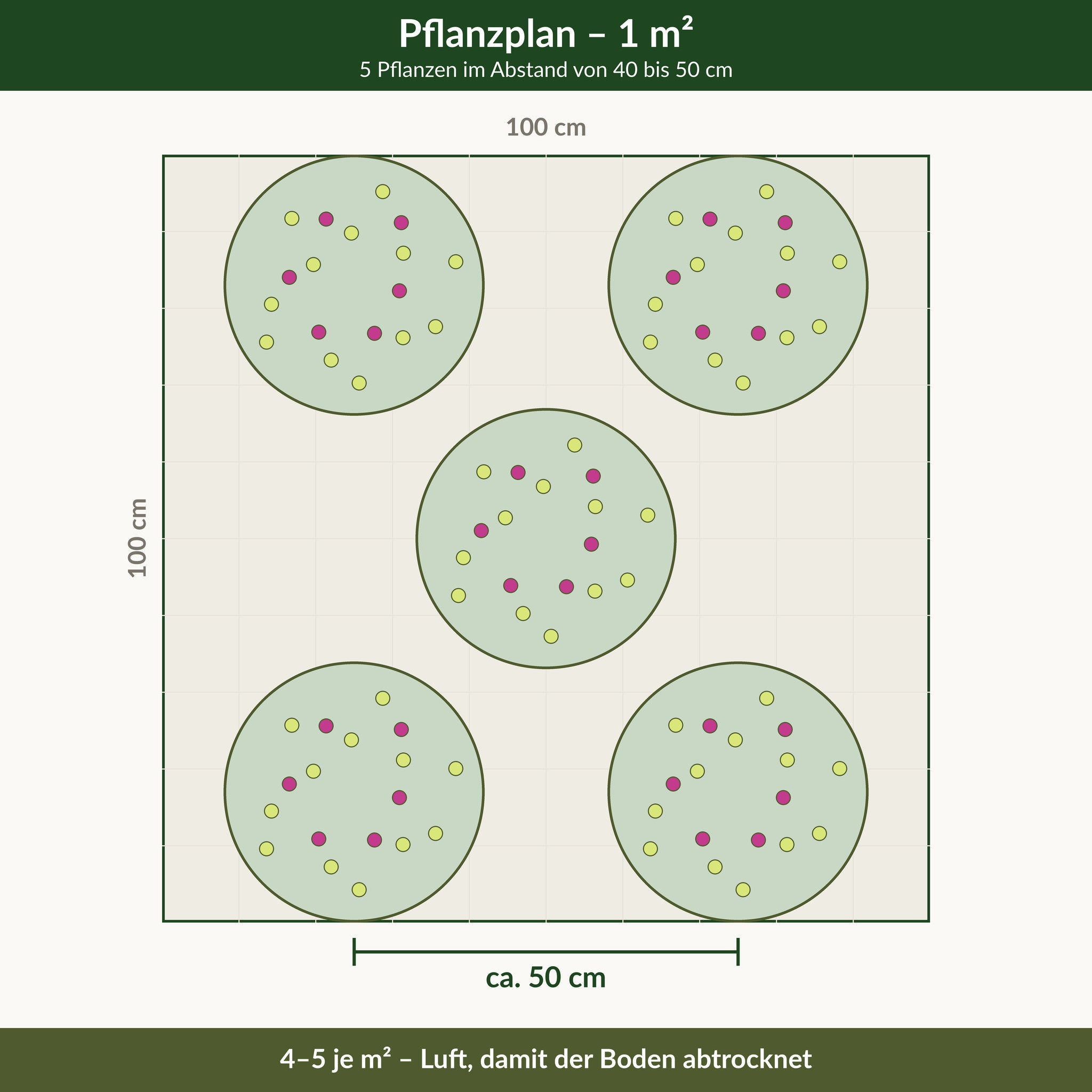 Pflanzplan für einen Quadratmeter grüner Sonnenhut: 5 Pflanzen im Abstand von 40 bis 50 cm