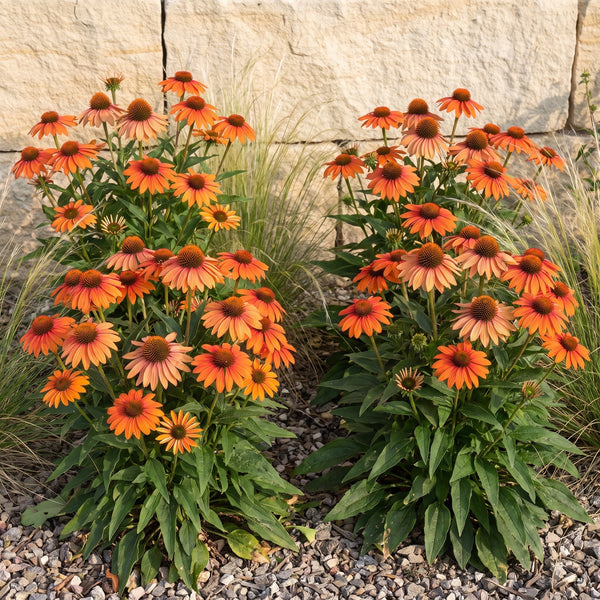 Oranger Purpur-Sonnenhut Echinacea purpurea 'Lakota Orange' in voller Blüte im Präriebeet vor einer Sandsteinmauer