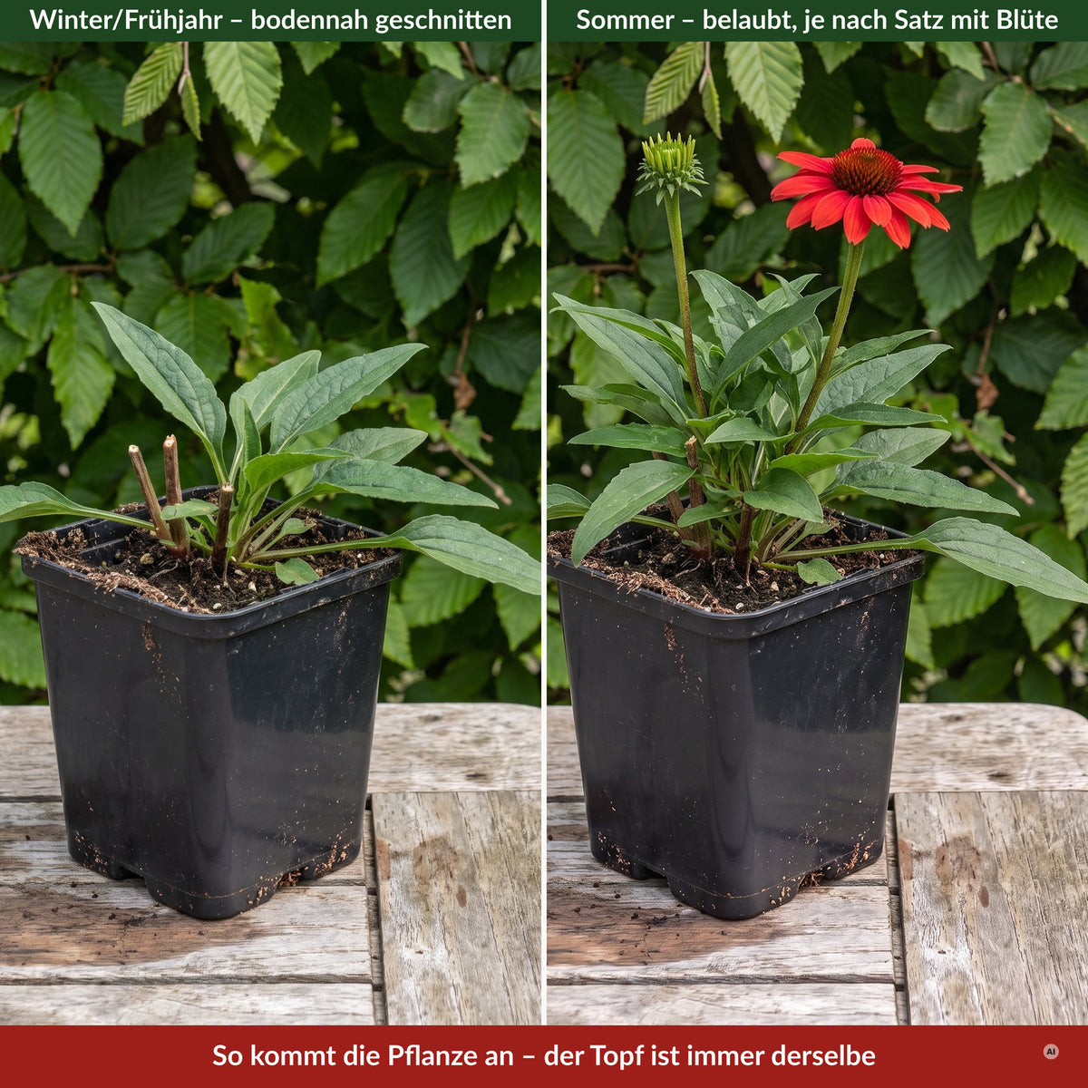 Lieferzustand im 9 x 9 cm Topf: links im Frühjahr bodennah, rechts im Sommer belaubt