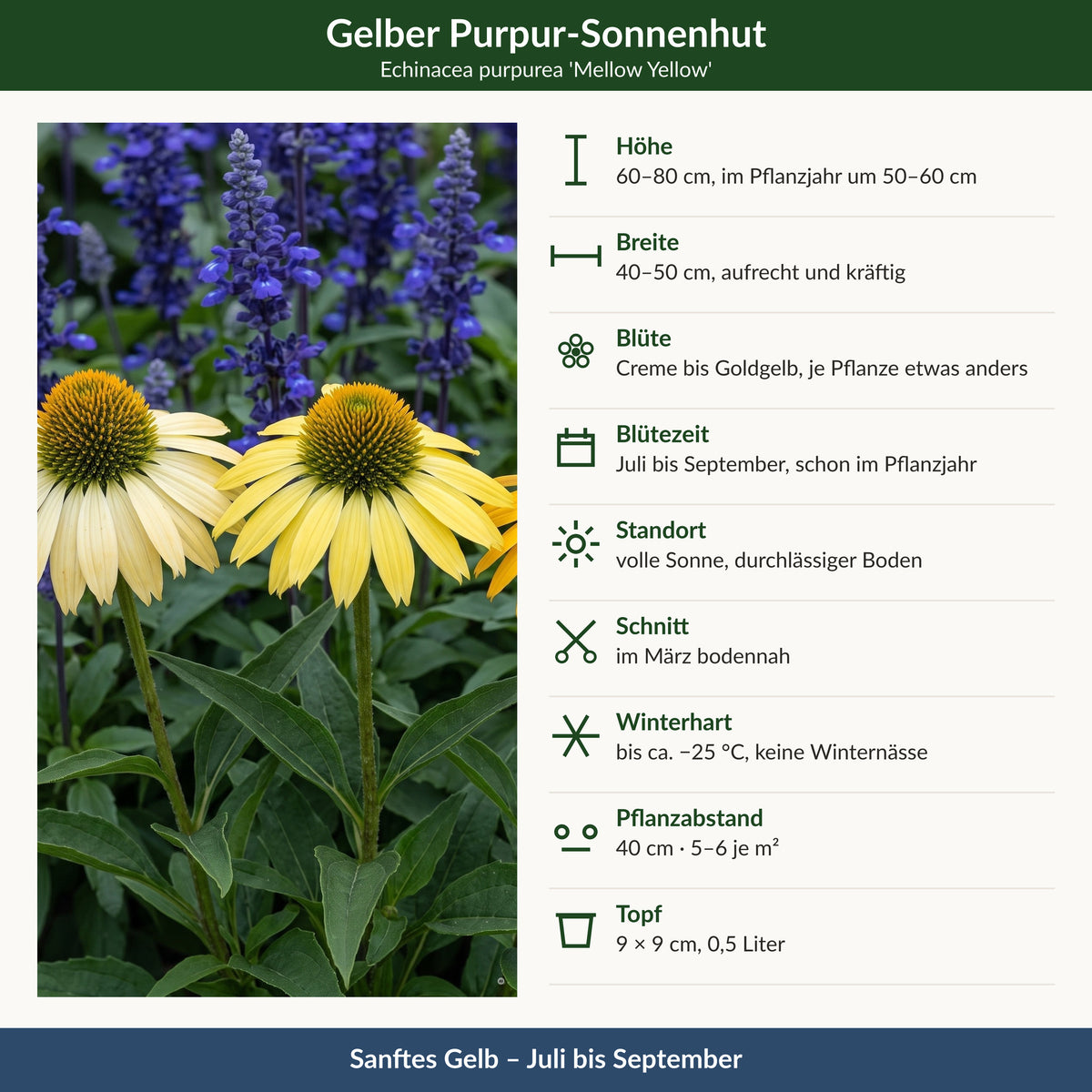 Steckbrief Echinacea purpurea 'Mellow Yellow': Höhe, Breite, Blüte, Blütezeit, Standort, Schnitt, Winterhärte, Pflanzabstand, Topf