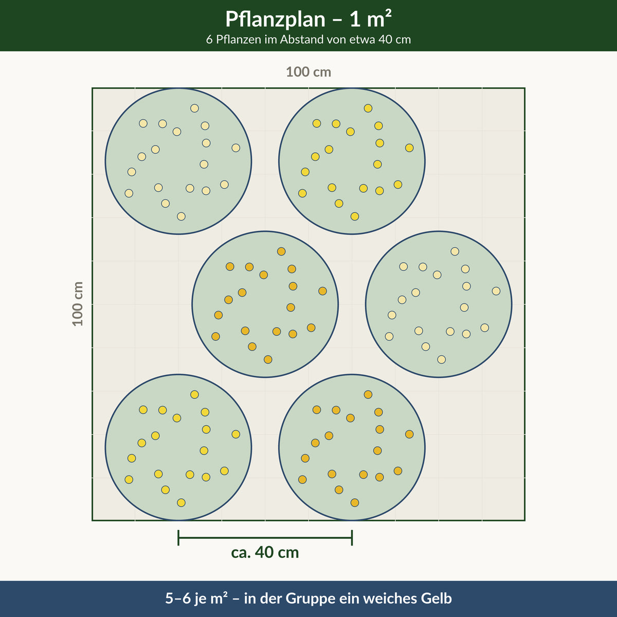 Pflanzplan für einen Quadratmeter: 6 Sonnenhüte im Abstand von etwa 40 cm