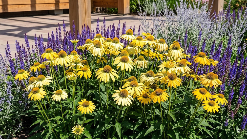 Sonniges Beet mit gelben Sonnenhüten, Steppensalbei und Blauraute vor einer Terrasse