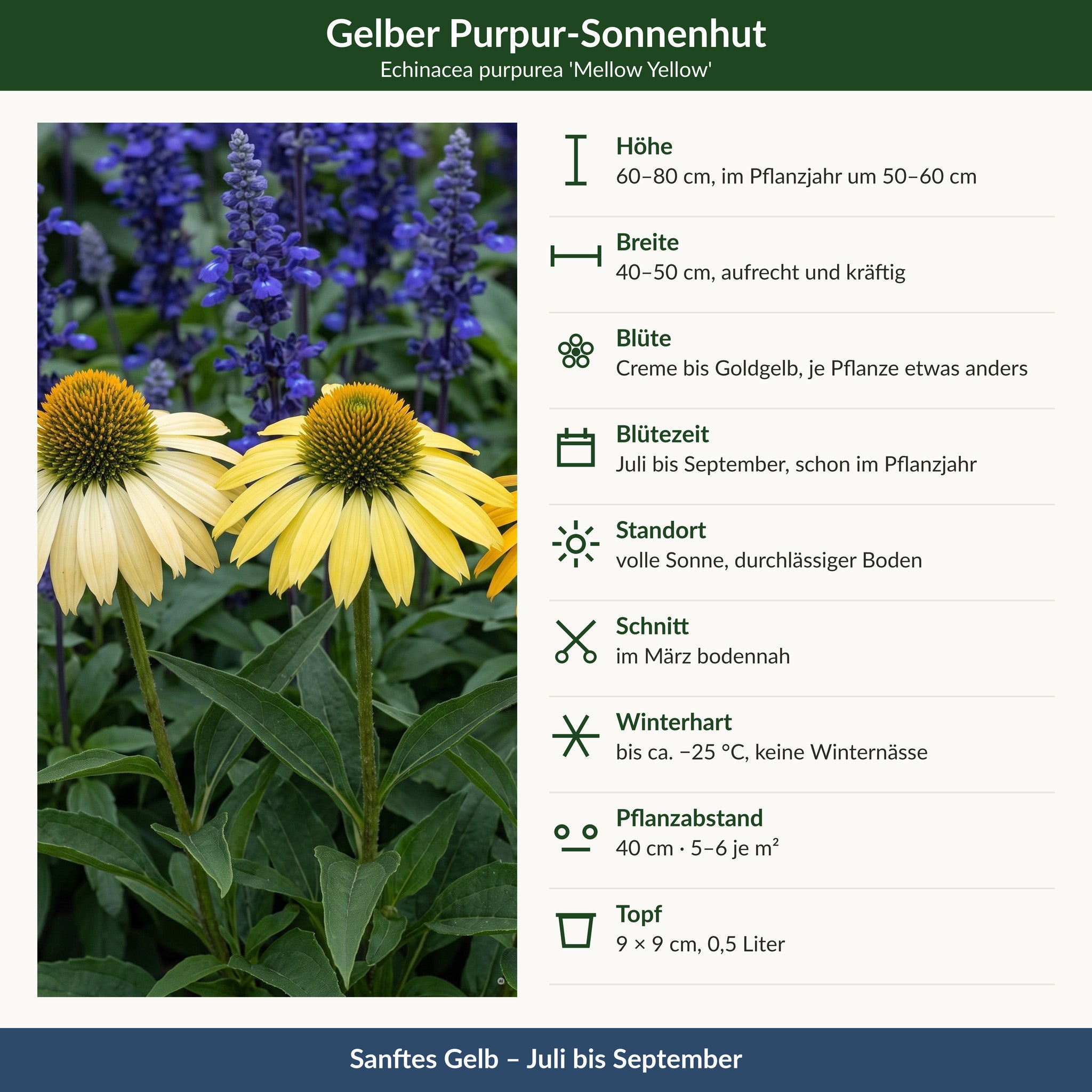 Steckbrief gelber Sonnenhut 'Mellow Yellow': 60–80 cm hoch, Creme bis Goldgelb, Juli bis September, volle Sonne, winterhart bis −25 °C, 9 × 9 cm Topf