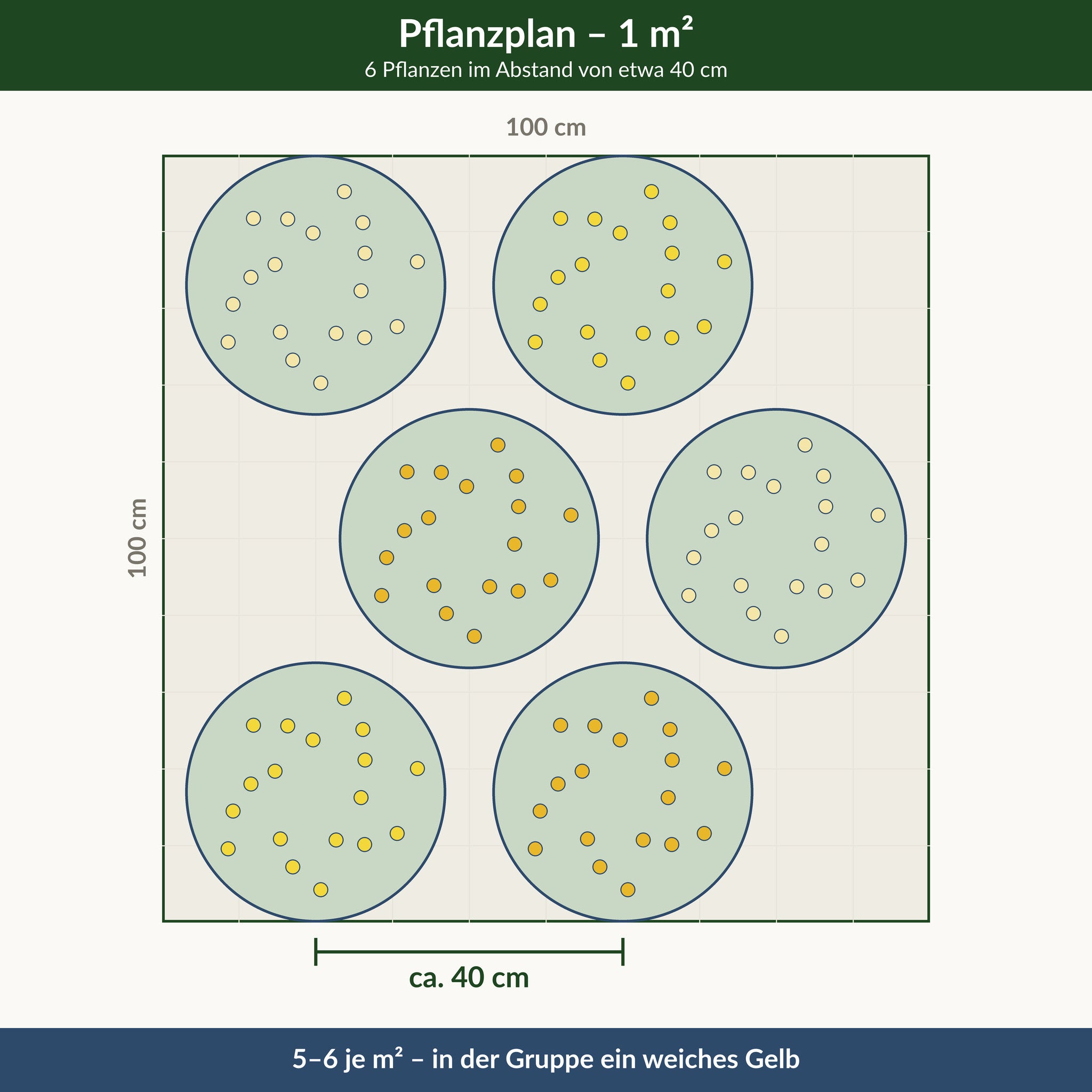 Pflanzplan für einen Quadratmeter gelber Sonnenhut: 6 Pflanzen im Abstand von etwa 40 cm