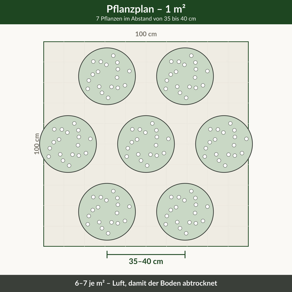 Pflanzplan für einen Quadratmeter: 7 Sonnenhüte im Abstand von 35 bis 40 cm