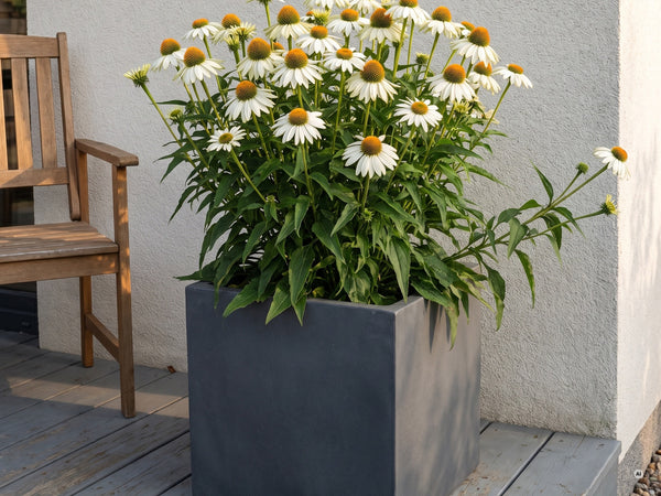 Weißer Sonnenhut im anthrazitfarbenen Kübel auf der Terrasse