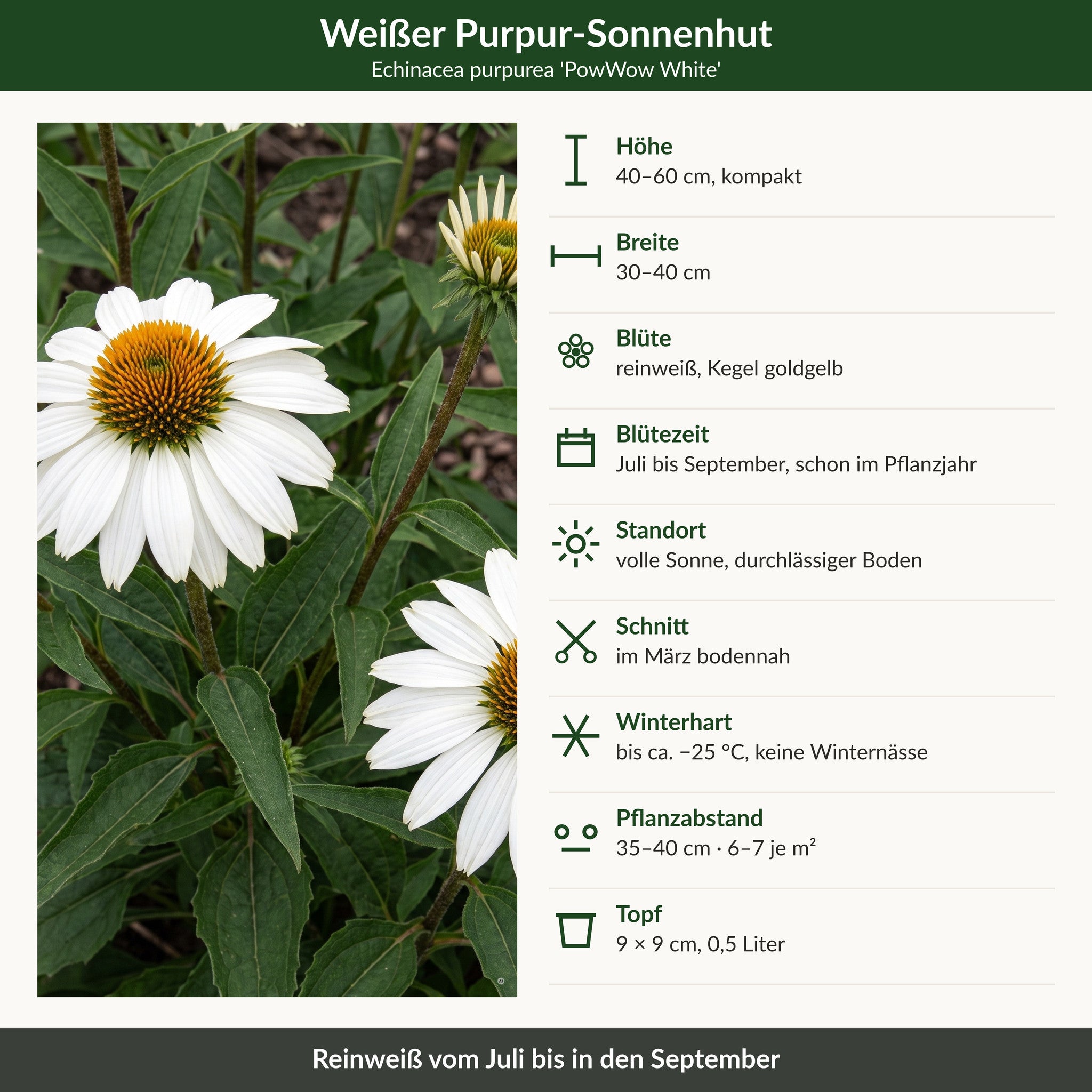 Steckbrief weißer Sonnenhut: 40–60 cm hoch, reinweiße Blüte Juli bis September, volle Sonne, winterhart bis −25 °C, 9 × 9 cm Topf