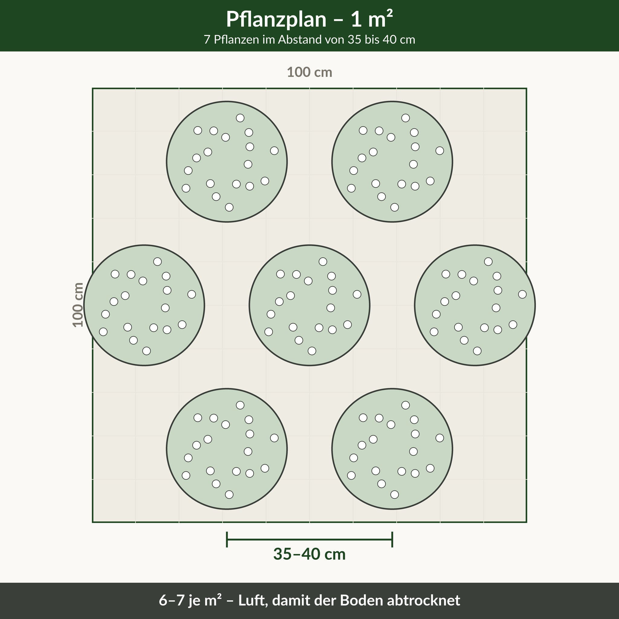 Pflanzplan für einen Quadratmeter weißer Sonnenhut: 7 Pflanzen im Abstand von 35 bis 40 cm