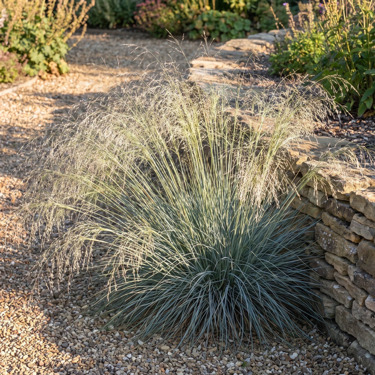 Eragrostis elliottii 'Blue Eros' als Solitär im Kiesbeet, blaugrüner Horst mit überhängender Blütenwolke