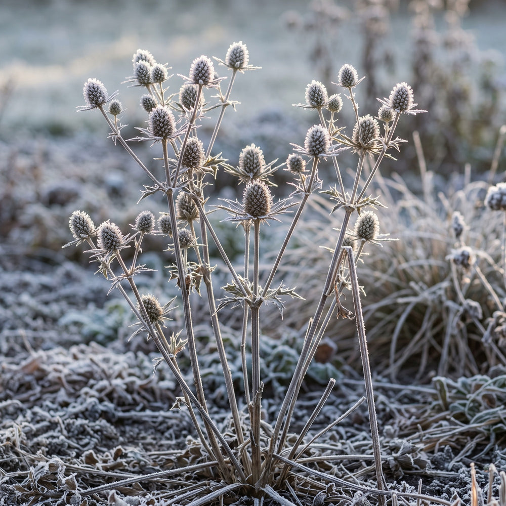 Samenstände von Eryngium planum mit Raureif an einem Wintermorgen