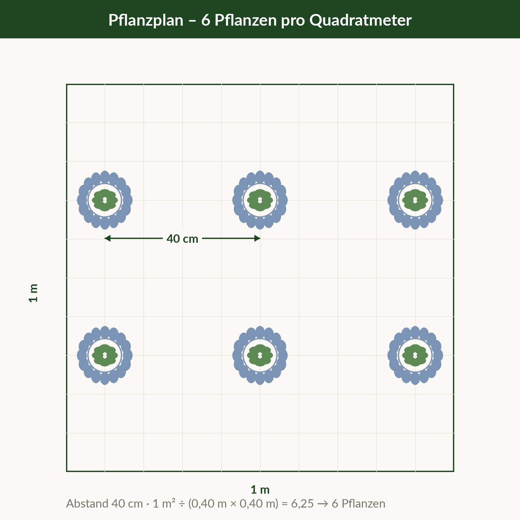 Pflanzplan: ein Quadratmeter mit sechs Pflanzen im Abstand von 40 cm